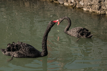 Beautiful black swan swimming on the pond.