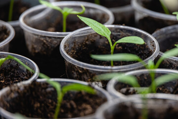 Eggplant sprouts in a transparent plastic cups. Growing vegetables at home.