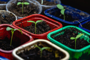 Bell pepper sprouts in a multicolored pots. Growing vegetables at home.