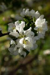 The apple tree is in bloom