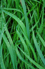Fototapeta na wymiar dew on grass