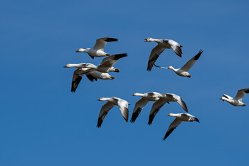 Snow geese flying in formation in the late afternoon sun during spring migration at Middle Creek Wildlife Management Area. They are a species of goose native to North America.