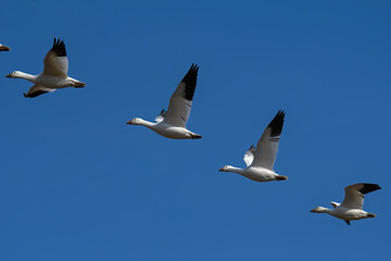 Fototapeta premium Snow geese flying in formation in the late afternoon sun during spring migration at Middle Creek Wildlife Management Area. They are a species of goose native to North America.