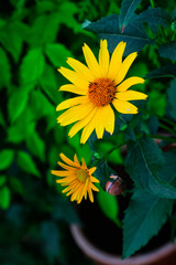 żółty kwiat i ślimak © Damian