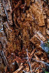 Baumstumpf mit Borkenkäferbefall