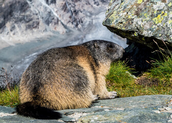Adult Groundhog In National Park Hohe Tauern With Mountain Grossglockner In Austria