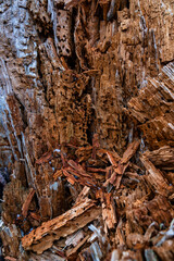 Baumstumpf mit Borkenkäferbefall