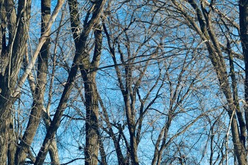 Fototapeta premium Dark spring trees on the light blue sky background 