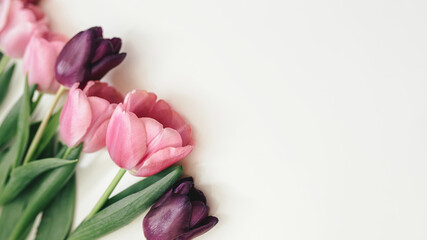 Pink and purple tulips on white background.