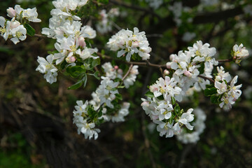 The apple tree is in bloom