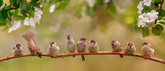 Fotobehang kleine grappige vogels en vogelkuikens zitten tussen de takken van een appelboom met witte bloemen in een zonnige lentetuin © nataba