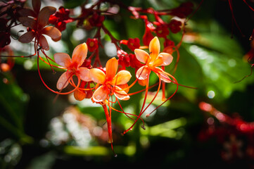 kwiaty dżunli © Damian