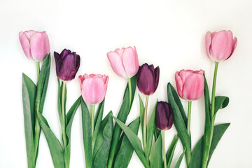 Pink and purple tulips on white background.