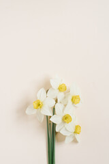 Naklejka na ściany i meble Spring flowers. Daffodil on a beige background. A bouquet of white daffodils. Floral background. Happy Women's Day, Mother's Day, Valentine's Day. Flat lay, top view, copy space