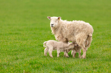 Fototapeta premium Ewe or female sheep in lush green field with two newborn, twin lambs suckling milk. Springtime. Clean background. Horizontal. Space for copy. Yorkshire, England.