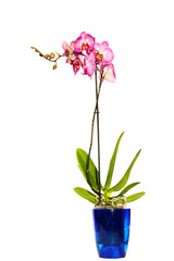 Naklejka na ściany i meble Orchid phalaenopsis in flower pot isolated on white background