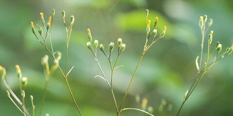 branch of a faded flower in the sun, creating a graphic pattern