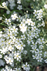 Felted hornwort, Cerastium tomentosum, in spring