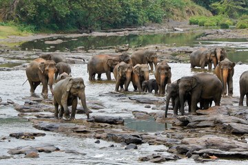 Asian elephants in the river on a rainy day, Pinnawala Elephant Orphanage, Kegalle, Sri Lanka