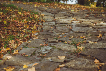 Yellow autumn fallen leaves lie on a gray rocky surface on a sunny day. Autumn leaves background. Close up photo of yellow and brown foliage on a stone walkway in the park. Yellow and gray backdrop.