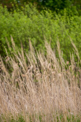 grass in the wind