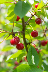 Cherries hanging on a cherry tree branch.