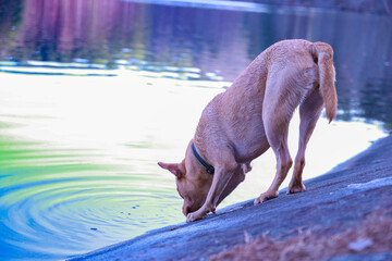 Dog Drinking From Lake