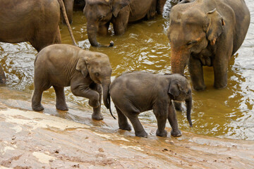 Asian elephants in river, Pinnawala Elephant Orphanage, Kegalle, Sri Lanka
