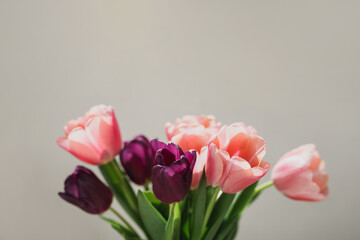 Pink and purple tulips on grey background.