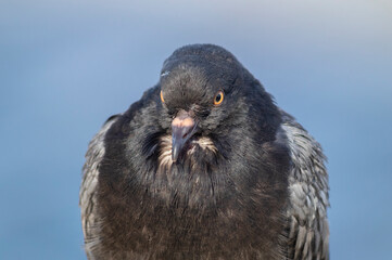 pigeon