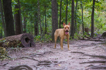 Cute Dog Smiling In The Woods