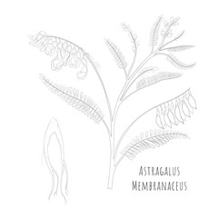 Sketch of Astragalus membranaceus or Huang Qi