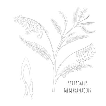 Sketch Of Astragalus Membranaceus Or Huang Qi