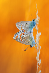 dwa motyle na źdźble trawy, pomarańczowe tło