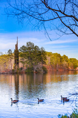 Ducks In A Lake With Trees In The Background