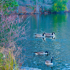 Ducks Swimming In Lake (Vertical)