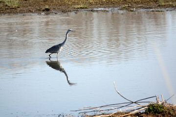 Graureiher am Reinheimer Teich