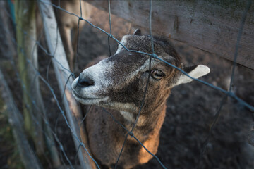 Detail of the cute face of female mouflon in a deer-park behind a fence. People and animals. Wildlife and nature in the city.
