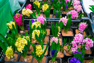 Multi-colored hyacinths in pots. Home gardening concept.