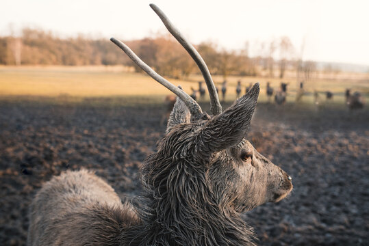 Portrait Of A Young Red Deer (Cervus Elaphus) In A Deer-park At Sunset. Wildlife And Nature In The City. 