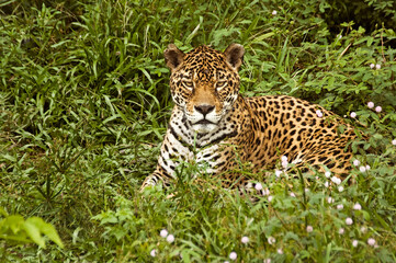 Onça Pintada no zoológico do Centro de Instrução de Guerra na Selva