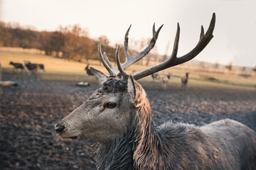 Portrait of a young red deer (Cervus elaphus) in a deer-park at sunset. Wildlife and nature in the city. 