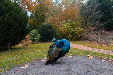 peacock in the park in Germany