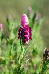 Purple wild flower growing in the middle of the field