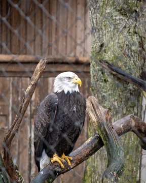 Eagle closeup portrait in a zoo.