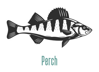 Vector perch fish illustration isolated on a white background