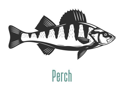 Vector perch fish illustration isolated on a white background