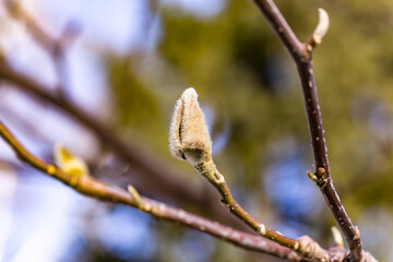 Sleeping Magnolia bud on the branch of a tree in winter. Spring is coming.