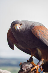 Front view eagle looking in the front. Closeup of a bird sitting on the hard glove.