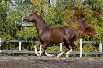 Beautiful chestnut horse running in paddock on the sand background